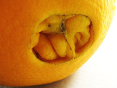 Thumbnail image for Oranges, Orange Flavored Foods and 25 Random Ways to Navel Gaze