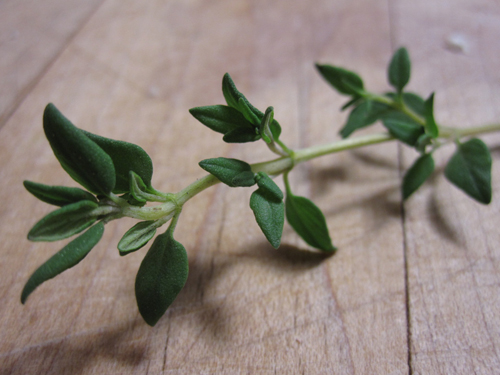 Fresh Thyme Sprig
