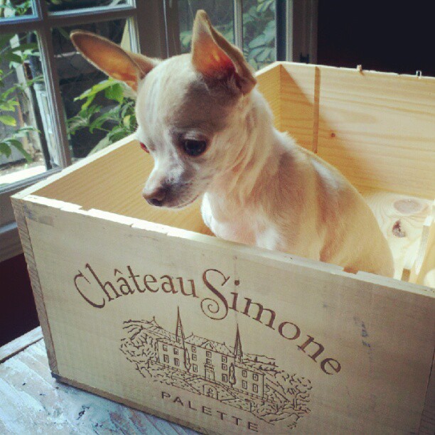 chihuahua. wine box.