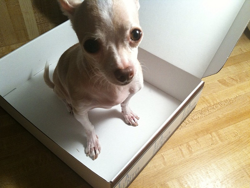 Chihuahua in Bento Box