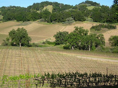 Halter Ranch Vineyards View from Coast Live Oak Hilltop