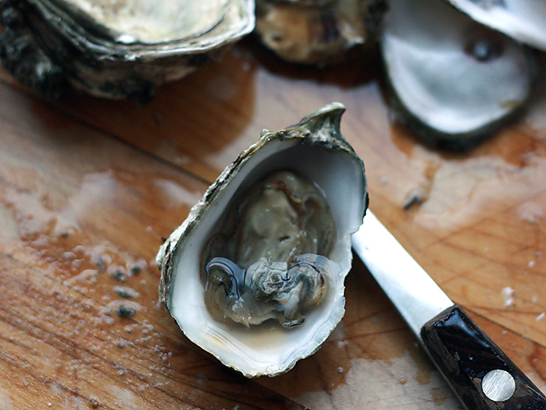 oyster-fresh-shucked