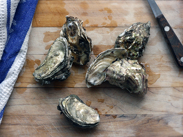 oysters-fresh-unshucked