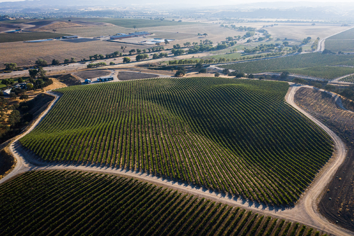 overhead drone shot of vineyards in Paso Robles, Califronia