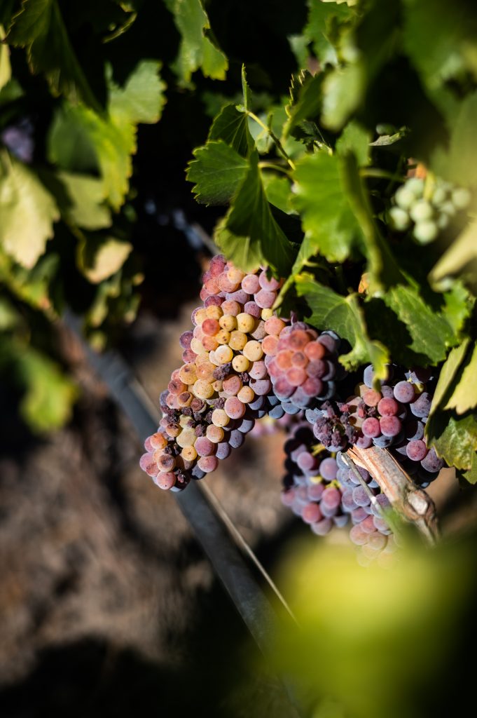 Grenache grapes on the vine at Hope Family Vineyard, Paso Robles, CA 