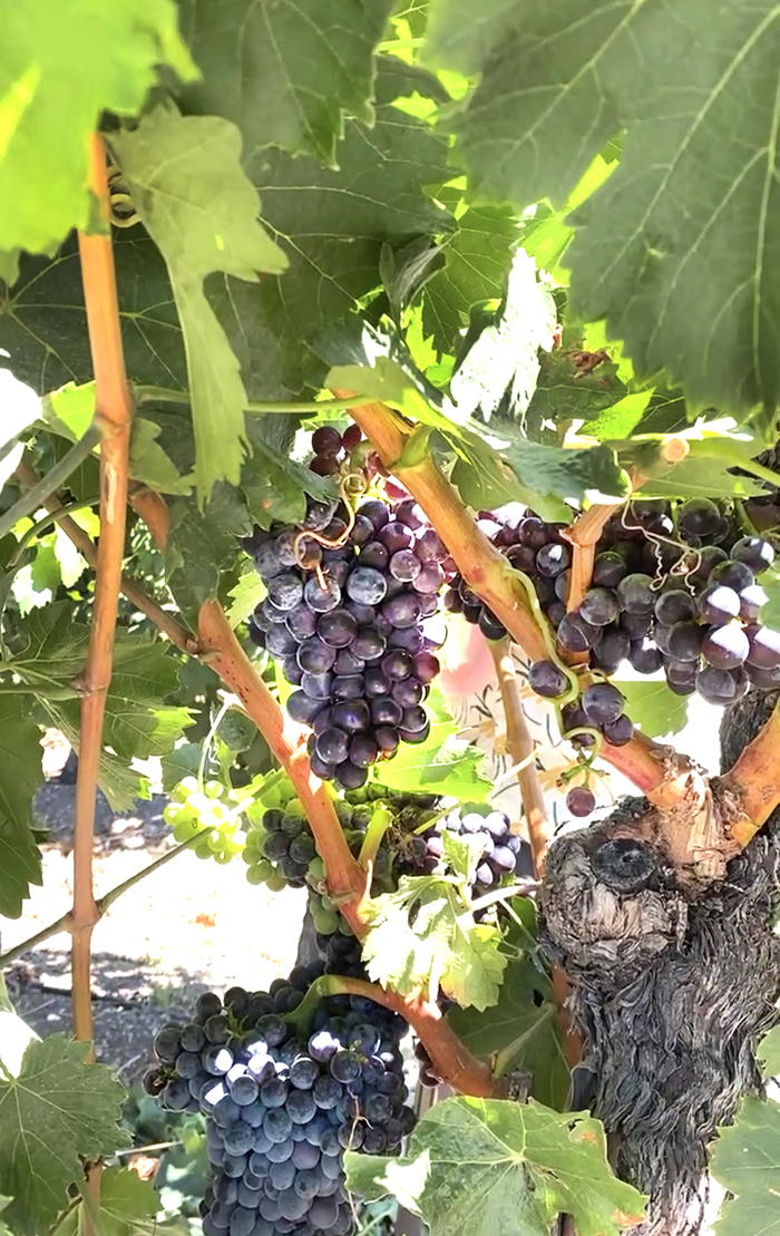 grenache red wine grapes on vine, paso robles