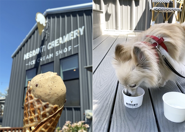 black coffee chip ice cream in waffle cone, pomeranian dog eating pup cup ice cream at Negranti Creamery