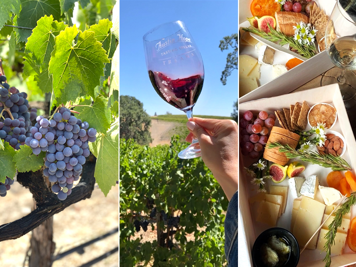 syrah grapes on vine, red wine in glass at vineyard, cheese and wine pairing