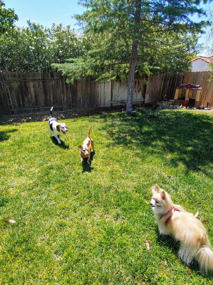 three small dogs in yard in pet-friendly paso robles california